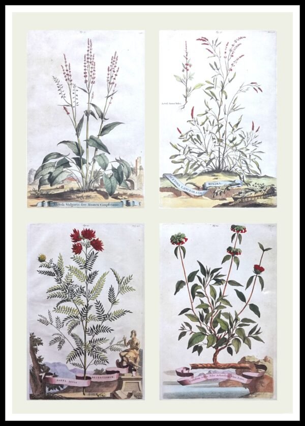 CC 765 Floral Ribbon Series